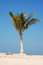 Free Palm On The Beach Royalty Free Stock Image - 8280196