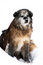 Free Dog In Snow Stock Photos - 8282273