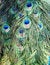 Free Peacock Feather Royalty Free Stock Photos - 8284038