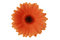 Free Red Gerbera Isolated On White Stock Photo - 8288080