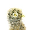 Free Studio Shot Cactus Royalty Free Stock Image - 8292176