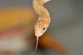 Free Common Rat Snake Stock Photo - 8294110