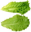Free Frond Salad Stock Images - 8295084