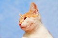 Free Adorable Kitty Royalty Free Stock Images - 8295309