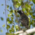 Free Starling Stock Photos - 8299223