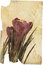 Free Crocus Royalty Free Stock Images - 8295429