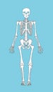 Free Skeleton Royalty Free Stock Image - 830426