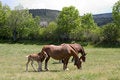 Free Horses Royalty Free Stock Photo - 830475