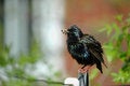 Free Starling On Clothes Line Stock Photography - 831892