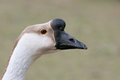 Free Goose Closeup Stock Photography - 833912