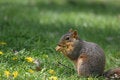 Free Squirrel Royalty Free Stock Photo - 833915