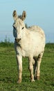 Free Donkey Royalty Free Stock Images - 838879