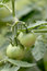 Free Tomatoes Royalty Free Stock Photography - 830227