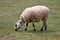 Free Sheep Stock Image - 830451