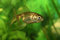 Free Gold Fish Stock Photo - 832630