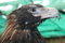 Free Wedgetail Eagle Royalty Free Stock Images - 836239