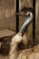 Free Ostrich Stock Image - 837341