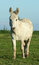 Free Donkey Royalty Free Stock Images - 838879