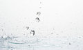 Free Water Stock Photography - 8300002