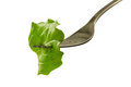 Free Healthy Fresh Piece Of Lettuce On Fork Royalty Free Stock Images - 8300229