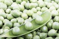 Free Green Peas Stock Photos - 8303463
