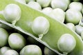 Free Green Peas Stock Photography - 8303572