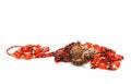 Free Ocean Cockleshell Stock Images - 8305294