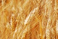 Free Golden Wheat Closeup Royalty Free Stock Photography - 8307137