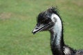 Free Close Up Of Emu Head Royalty Free Stock Images - 8309159