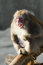 Free Laughing Monkey Royalty Free Stock Image - 8302826