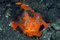 Free Painted Frogfish Royalty Free Stock Image - 8306066
