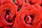 Free Red Roses Stock Photo - 8306330