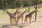 Free Young Giraffes On The Lookout Stock Images - 8307134