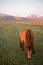 Free Iceland Horse Royalty Free Stock Images - 8309459