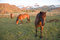 Free Iceland Ponys Stock Images - 8309464