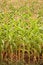Free Corn Crop Royalty Free Stock Photos - 8309528