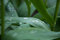 Free Dew Drops On Tulip Leaves Stock Image - 8309541