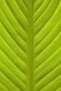 Free Close-up Image Of Leaf Stock Photos - 8318623