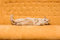 Free Cat On The Sofa Royalty Free Stock Images - 8312489