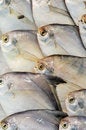 Free Marine Fish Royalty Free Stock Photography - 8322897