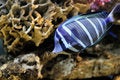 Free Marine Fish Stock Image - 8322901