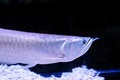 Free Marine Fish Royalty Free Stock Image - 8322906