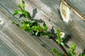 Free Green Branch On Rough Wood Royalty Free Stock Images - 8329339