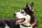 Free Dog Looks At Its Master Stock Image - 8320221