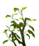 Free Plant Stock Photos - 8326523
