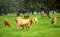 Free Cows In Green Field. Royalty Free Stock Images - 8327689