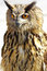 Free Portrait Of Wise Owl Stock Image - 8327701