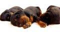 Free Puppies Stock Image - 8333571