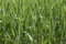 Free Wheat Stock Images - 8330274