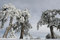 Free Trees Royalty Free Stock Photography - 8338257